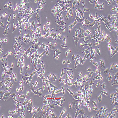 MIN6小鼠胰岛β细胞