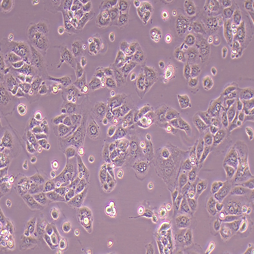 MPC-5小鼠肾足细胞（种属鉴定正确）