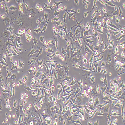 NCTC1469小鼠正常肝细胞