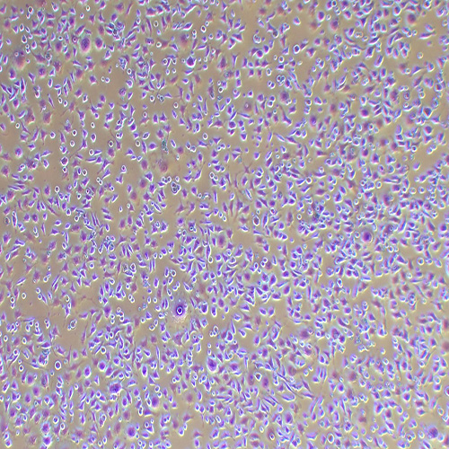 NCTC1469小鼠正常肝细胞