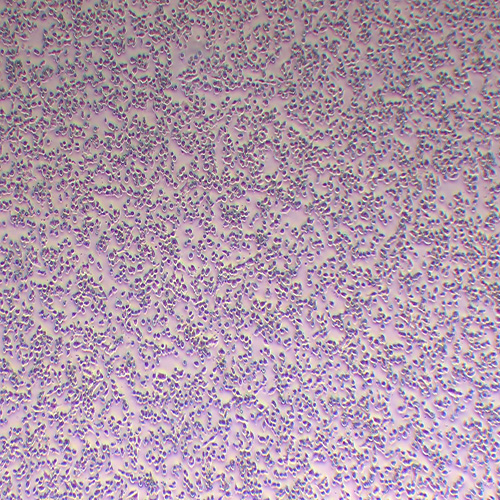 NE-4C小鼠神经干细胞