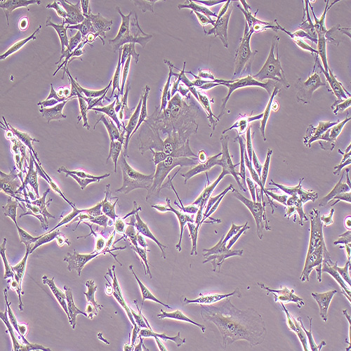 OP9小鼠骨髓基质细胞