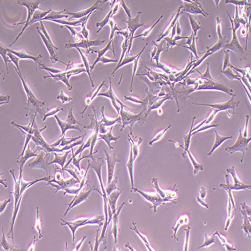 OP9小鼠骨髓基质细胞