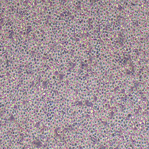 P815小鼠肥大细胞瘤细胞