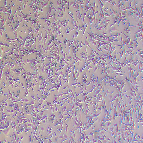 pan02小鼠胰腺癌细胞（种属鉴定正确）