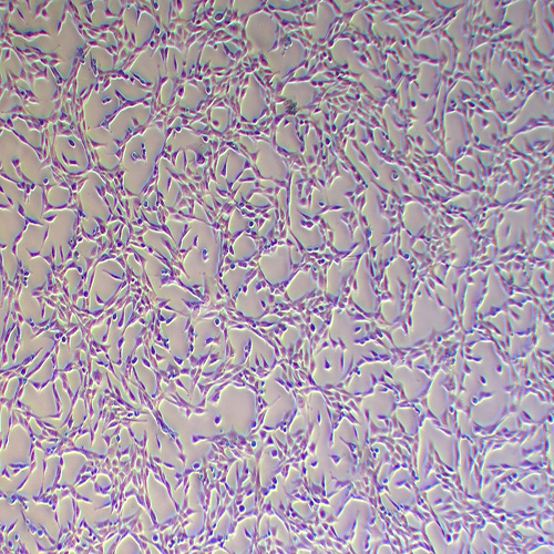 PT-67小鼠逆转录病毒包装株