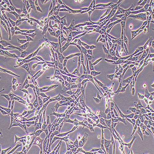 PT-67小鼠逆转录病毒包装株