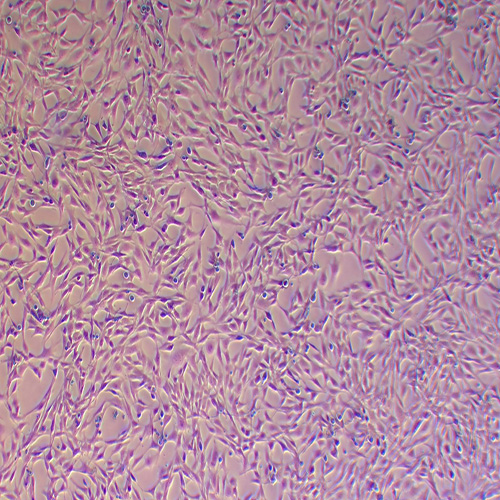 TC-1小鼠肺上皮细胞