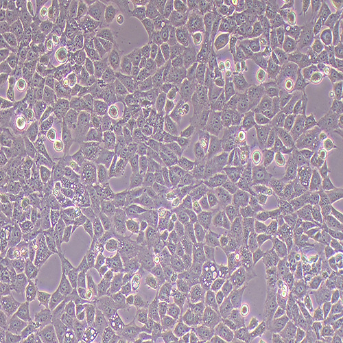 TM3小鼠睾丸间质细胞