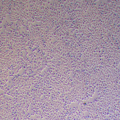 TM3小鼠睾丸间质细胞