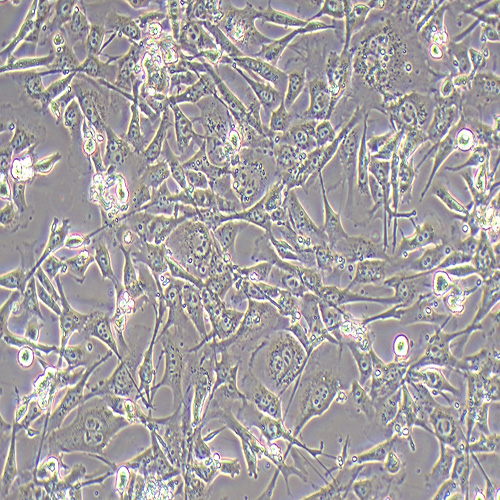 TM4正常小鼠睾丸Sertoli细胞