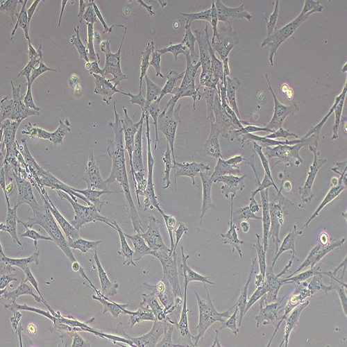 小鼠肺成纤维细胞（永生化）