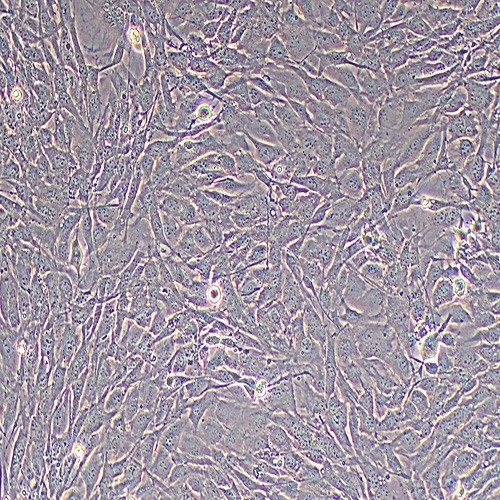 小鼠骨髓间充质干细胞（永生化）