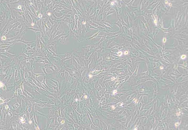 Calu-1（人肺癌细胞）