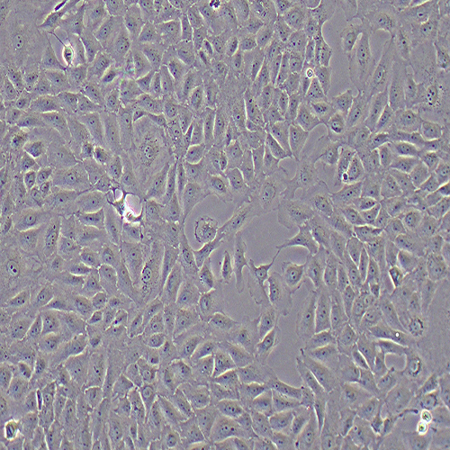 BRL-3A大鼠肝细胞