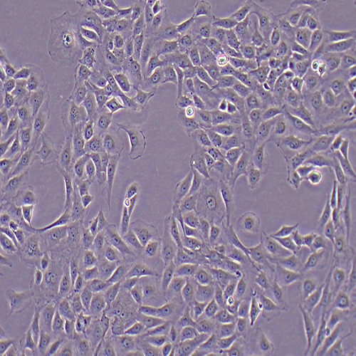 BRL-3A大鼠肝细胞