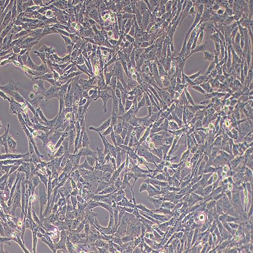 CTX-TNA2大鼠脑I型星形胶质细胞