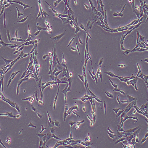 HSC-T6大鼠肝星形细胞