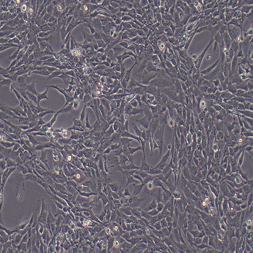 HSC-T6大鼠肝星形细胞