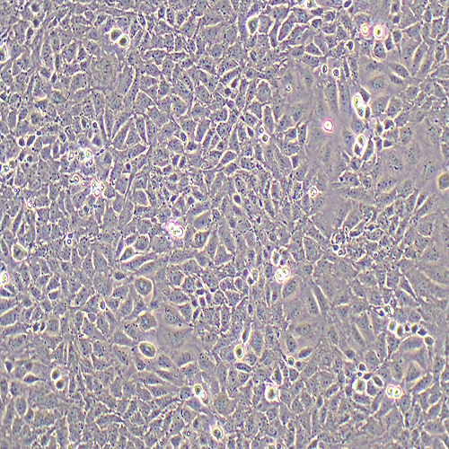 IEC-6大鼠小肠隐窝上皮细胞