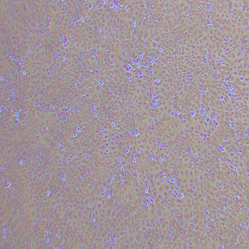 IEC-6大鼠小肠隐窝上皮细胞