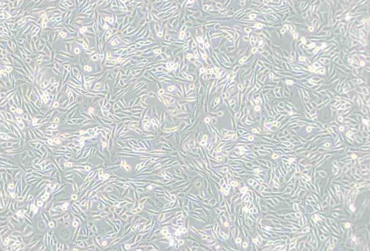 CHO-K1（仓鼠卵巢细胞亚株）