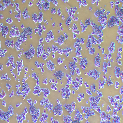 PC-12大鼠肾上腺嗜铬细胞瘤细胞（未分化）