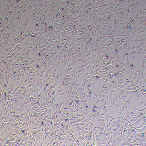 BHK-21仓鼠肾成纤维细胞