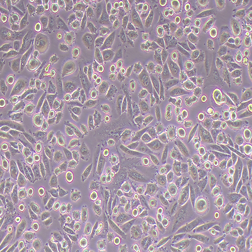 CHO-K1中国仓鼠卵巢细胞（k1亚克隆系）