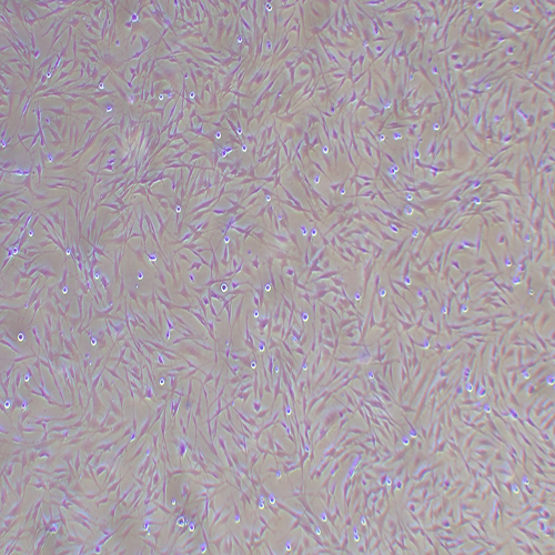 UMNSAH/DF-1鸡胚胎成纤维细胞