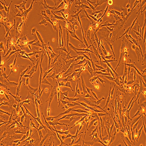 UMNSAH/DF-1鸡胚胎成纤维细胞