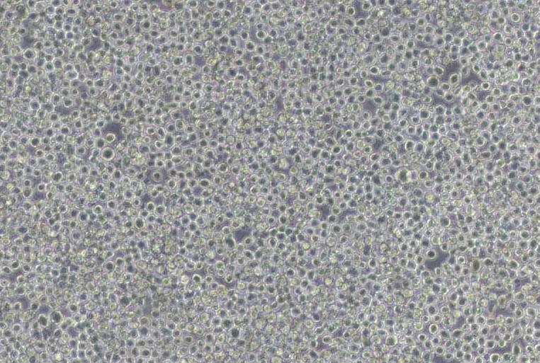 EL4（小鼠淋巴瘤细胞）