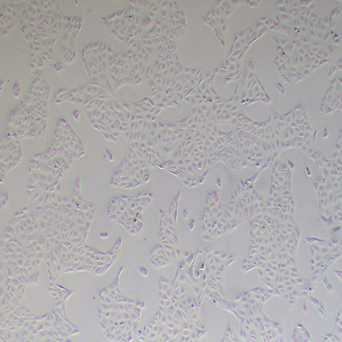 MA-104恒河猴肾细胞