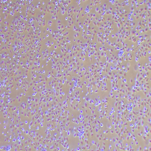 VERO E6非洲绿猴肾细胞