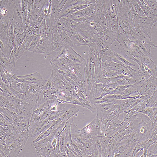 猪脂肪干细胞（永生化）
