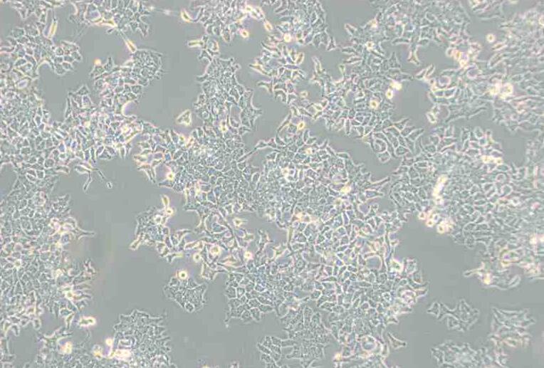 H-4-II-E [H4-II-E]（大鼠肝细胞瘤）