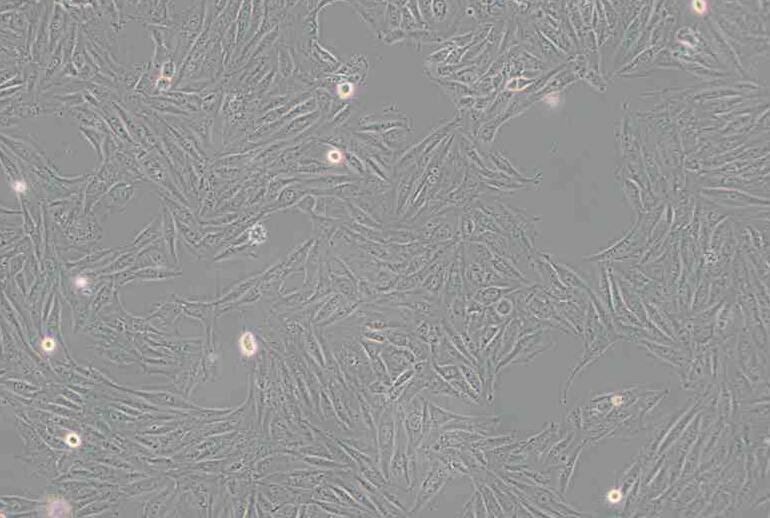 H9c2(2-1)（大鼠心肌细胞）
