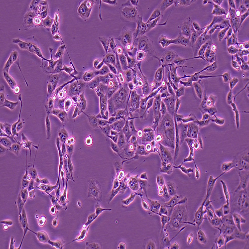 769-P人肾细胞腺癌细胞（STR鉴定）