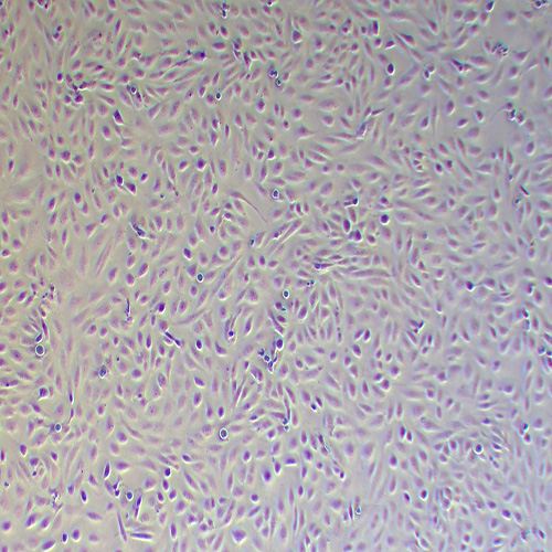 786-O人肾透明细胞腺癌细胞（STR鉴定正确）