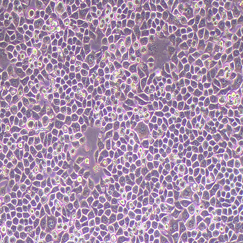 BGC-823人胃腺癌细胞(低分化)