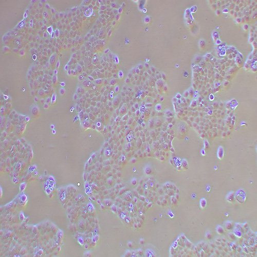 BxPC-3人原位胰腺腺癌细胞（STR鉴定正确）