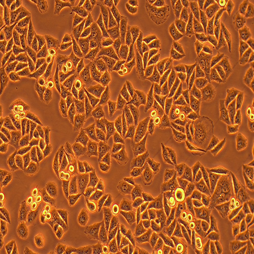 chang liver人张氏肝细胞（STR鉴定正确）