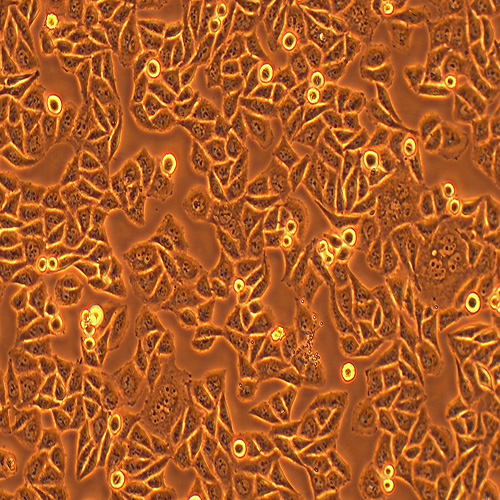 chang liver人张氏肝细胞（STR鉴定正确）