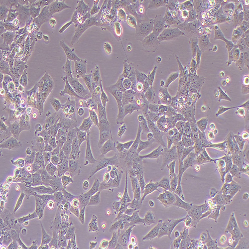 Het-1A人食道正常细胞