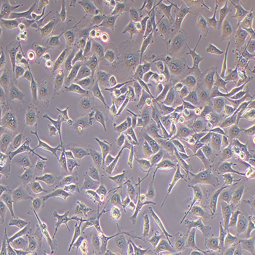 HK-2人肾皮质近曲小管上皮细胞