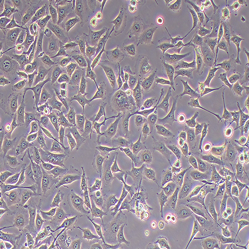 HK-2人肾皮质近曲小管上皮细胞