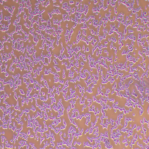 Hkb20人肾上皮细胞（STR鉴定正确）