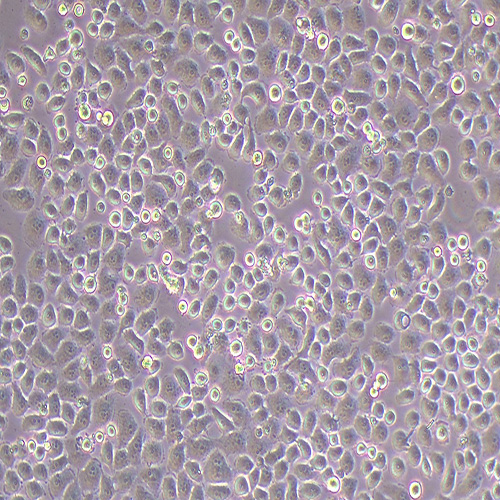 HL-7702人肝细胞（Hela污染细胞系）