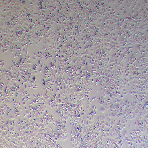 HMC3人小胶质细胞（STR鉴定正确）