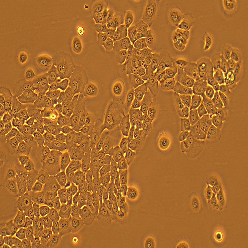 HPAC人胰腺癌细胞（STR鉴定正确）